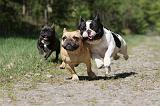BOULEDOGUE FRANCAIS 406